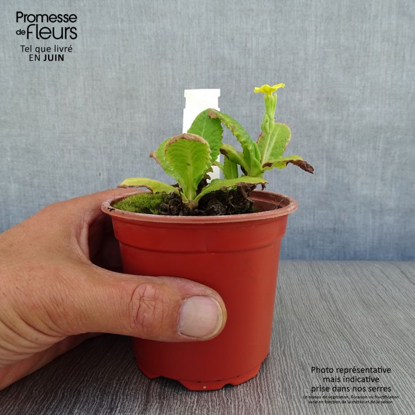 Spécimen de Primevère - Primula elatior Veristar Yellow Godet de 8/9 cm tel que livré en été