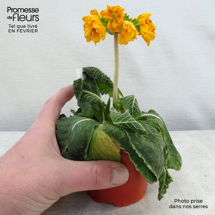 Spécimen de Primevère - Primula elatior Veristar Yellow Gold Godet de 8/9 cm tel que livré en hiver