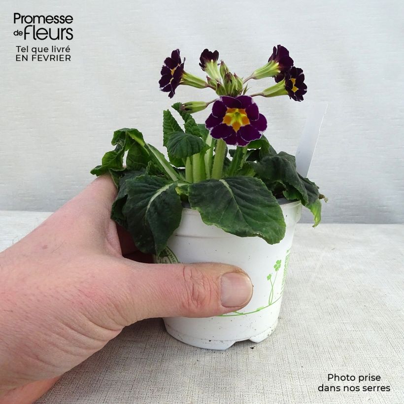 Spécimen de Primevère - Primula elatior Violet Laced - en godet de 9cm tel que livré en hiver