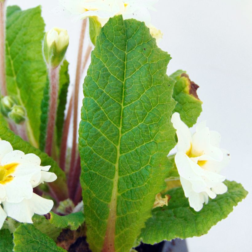 Primevère - Primula hybrida Mr Brouart (Feuillage)