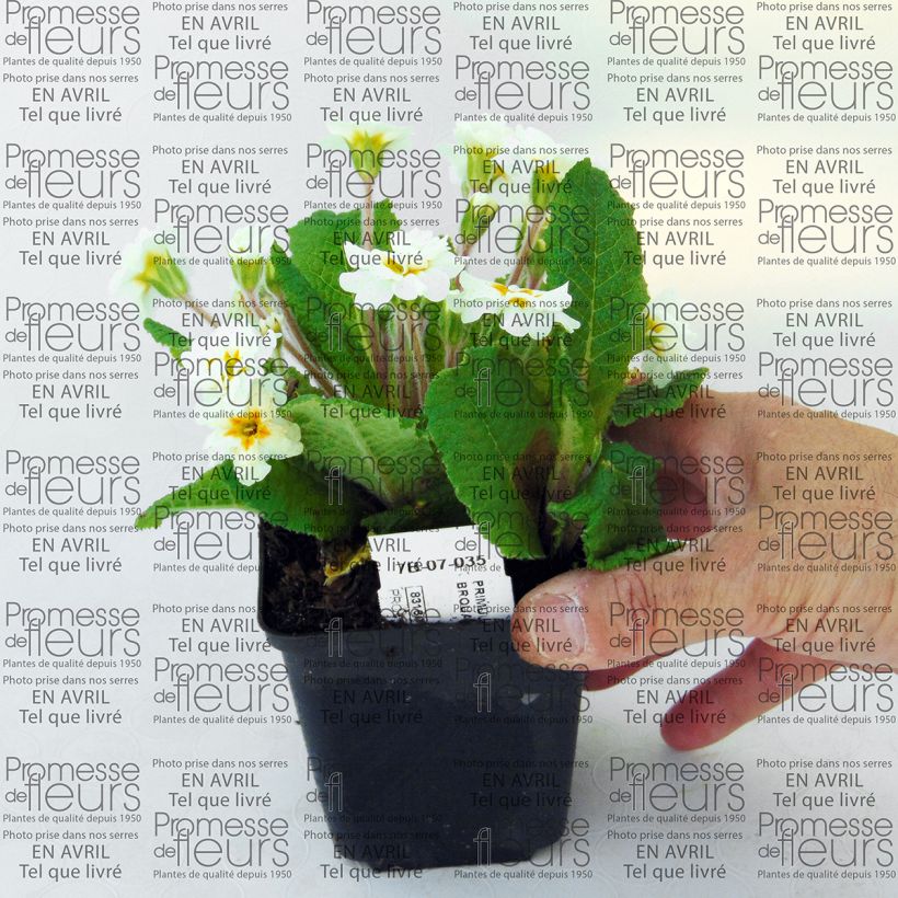 Exemple de spécimen de Primevère - Primula hybrida Mr Brouart Godet de 8/9 cm tel que livré