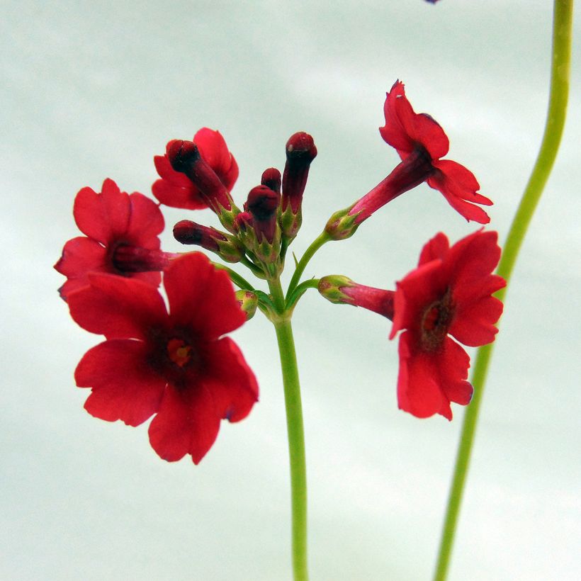 Primevère - Primula japonica (Floraison)