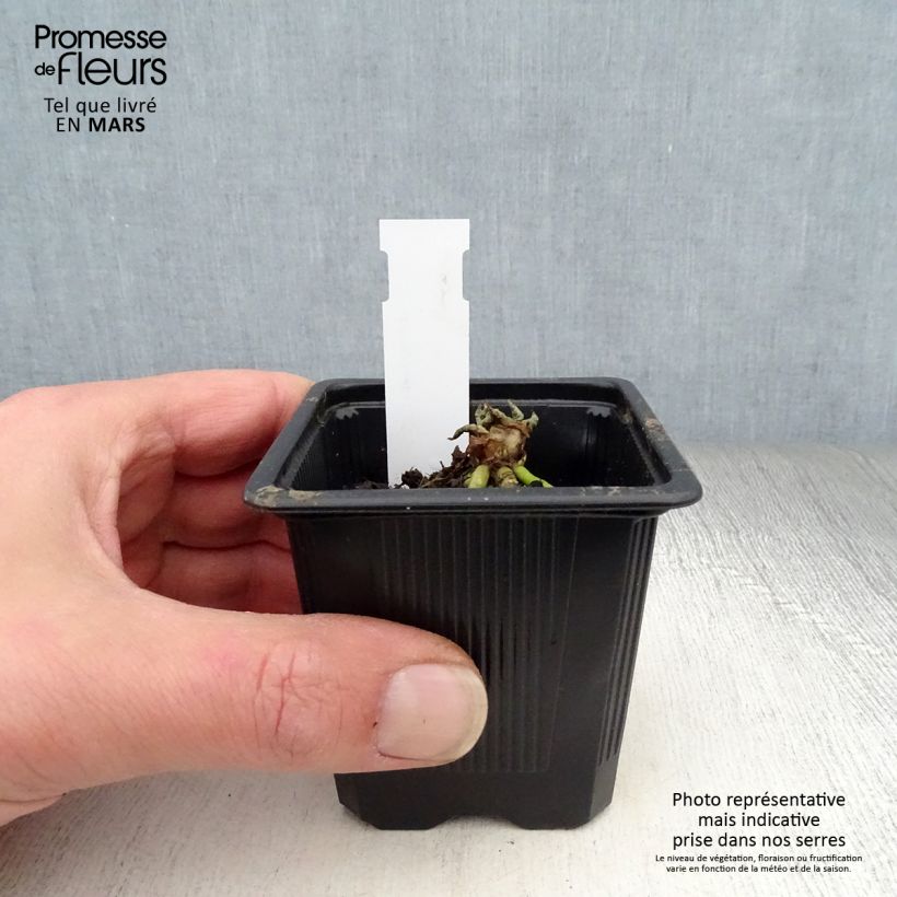 Spécimen de Primevère - Primula japonica Godet de 9cm tel que livré au printemps