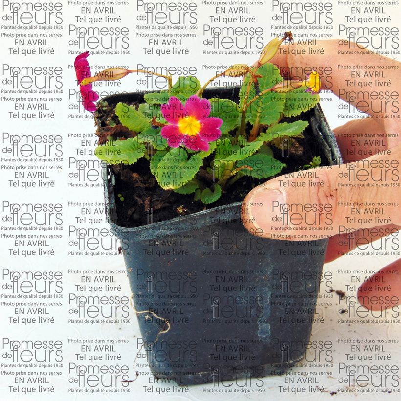 Exemple de spécimen de Primevère - Primula juliae Ideaal Godet de 9cm tel que livré