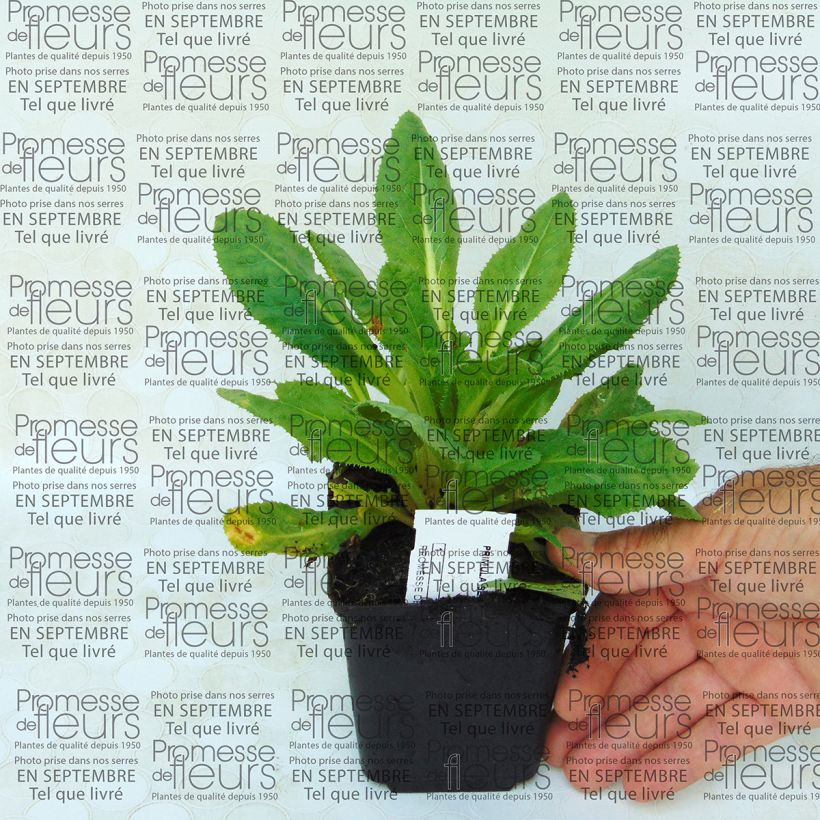 Exemple de spécimen de Primevère - Primula secundiflora tel que livré
