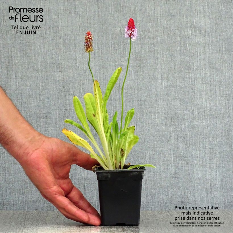 Spécimen de Primevère - Primula vialii Godet de 7/8 cm tel que livré en été