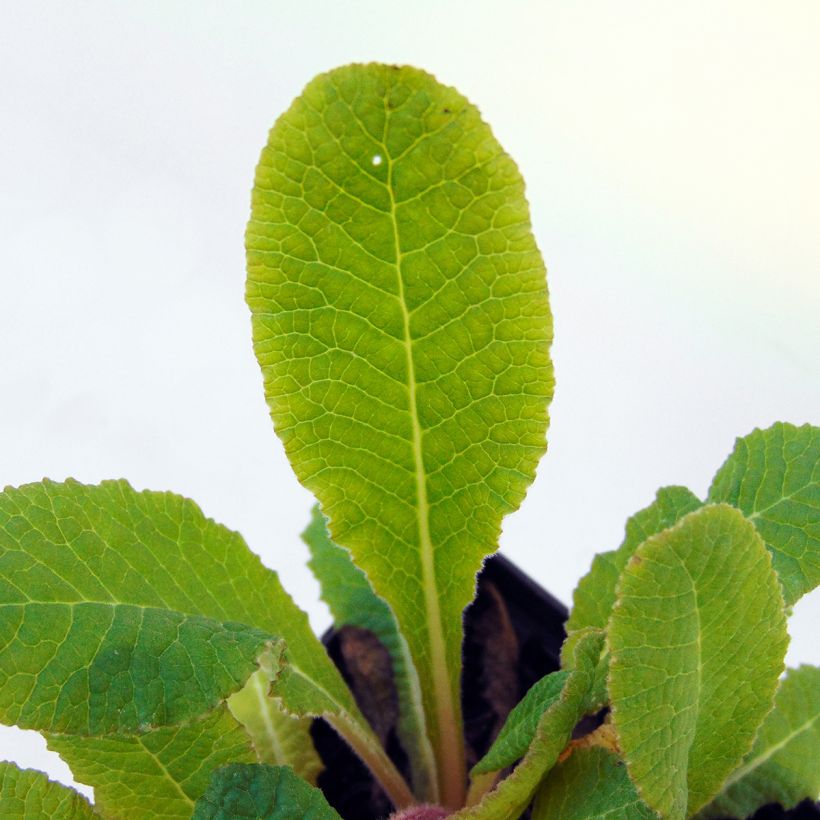 Primevère - Primula vulgaris Strong Beer (Feuillage)