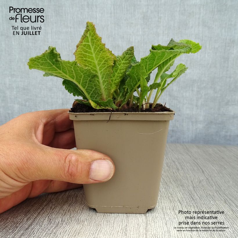 Spécimen de Primevère - Primula vulgaris Strong Beer tel que livré en ete
