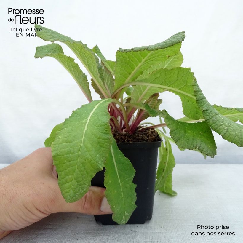 Spécimen de Primevère - Primula vulgaris Strong Beer Godet de 9cm tel que livré au printemps