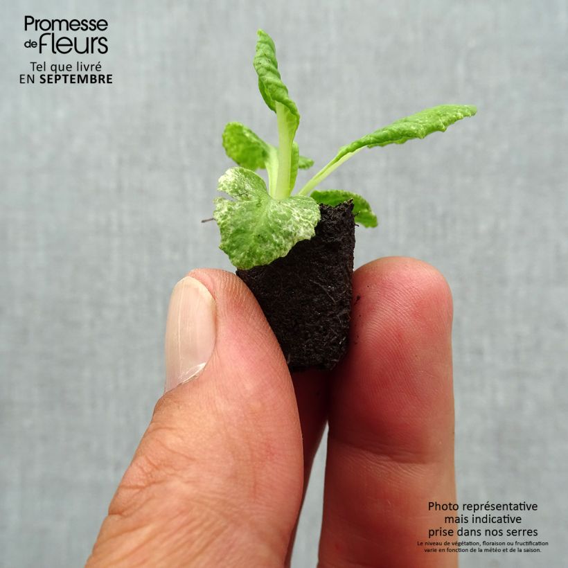 Spécimen de Primevère Scentsation Yellow Cream - Primula vulgaris Mini-motte 2 cm tel que livré en automne