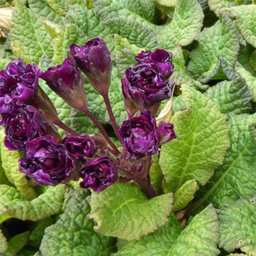 Primevère - Primula vulgaris Strong Beer (Floraison)