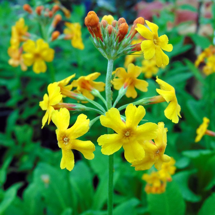 Primevère candélabre - Primula bulleyana (Floraison)