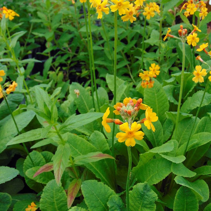 Primevère candélabre - Primula bulleyana (Port)