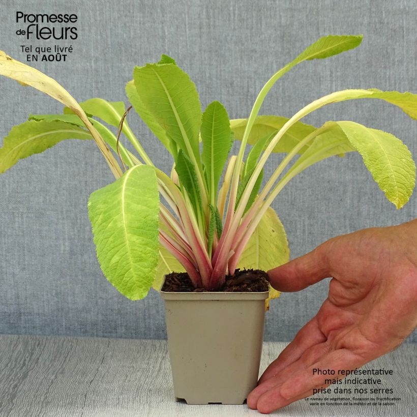 Spécimen de Primevère candélabre - Primula bulleyana Godet de 8/9 cm tel que livré en été