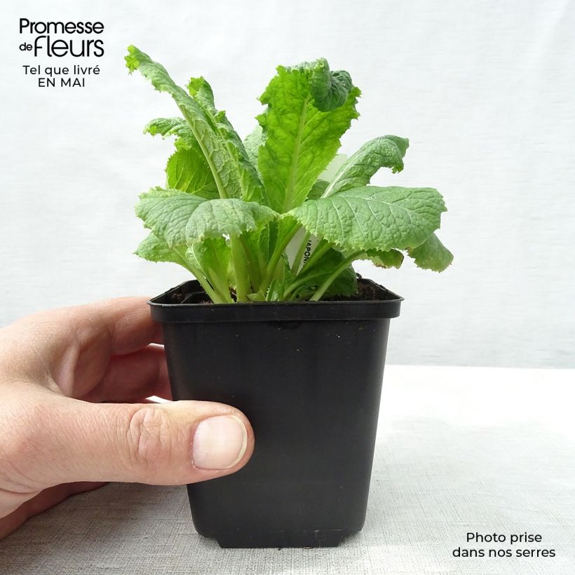 Spécimen de Primevere candélabre - Primula japonica Alba Godet de 9cm tel que livré au printemps