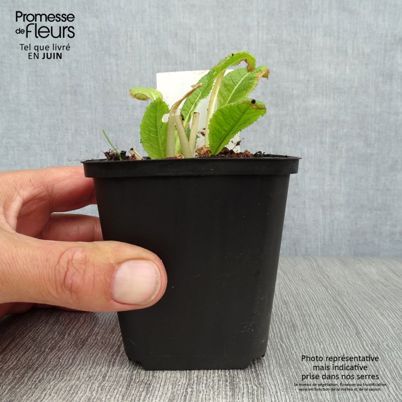 Spécimen de Primevere candélabre - Primula japonica Alba Godet de 8/9 cm tel que livré en été