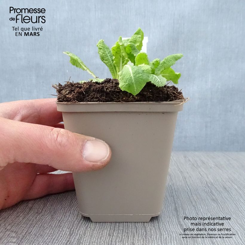 Spécimen de Primevère candélabre - Primula pulverulenta Godet de 9cm tel que livré au printemps