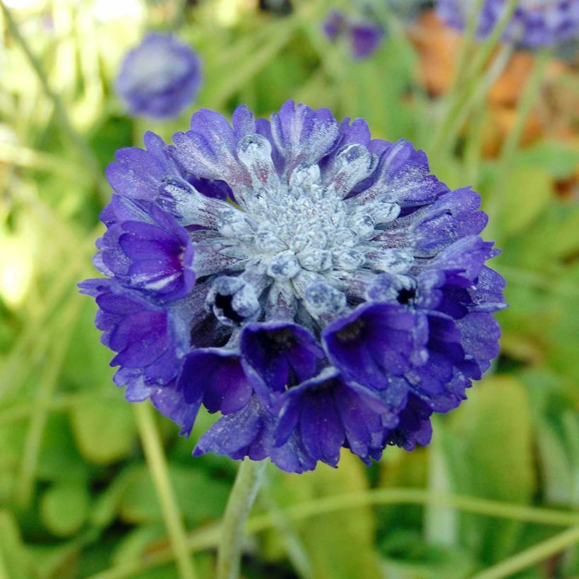 Primevère de l'Himalaya - Primula capitata mooreana (Floraison)