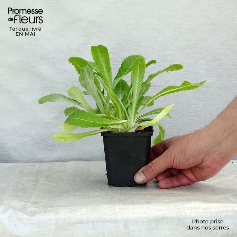 Spécimen de Primevère de l'Himalaya - Primula capitata mooreana Godet de 9cm tel que livré au printemps