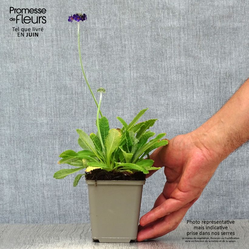 Spécimen de Primevère de l'Himalaya - Primula capitata mooreana Godet de 8/9 cm tel que livré en été