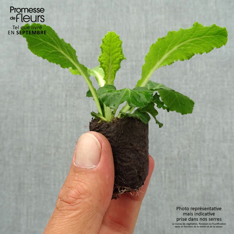 Spécimen de Primevère double Belarina Baltic Blue - Primula vulgaris Mini-motte 3,5 cm tel que livré en automne
