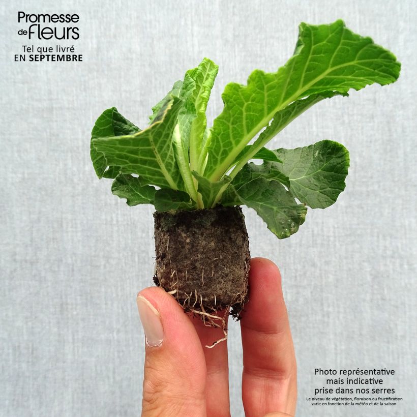 Spécimen de Primevère double Belarina Beaujolais - Primula vulgaris Mini-motte 3,5 cm tel que livré en automne