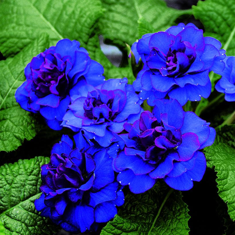 Primevère double Belarina Cobalt Blue - Primula vulgaris (Floraison)