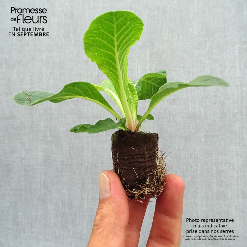 Spécimen de Primevère double Belarina Cream - Primula vulgaris -Mini-motte  tel que livré en automne