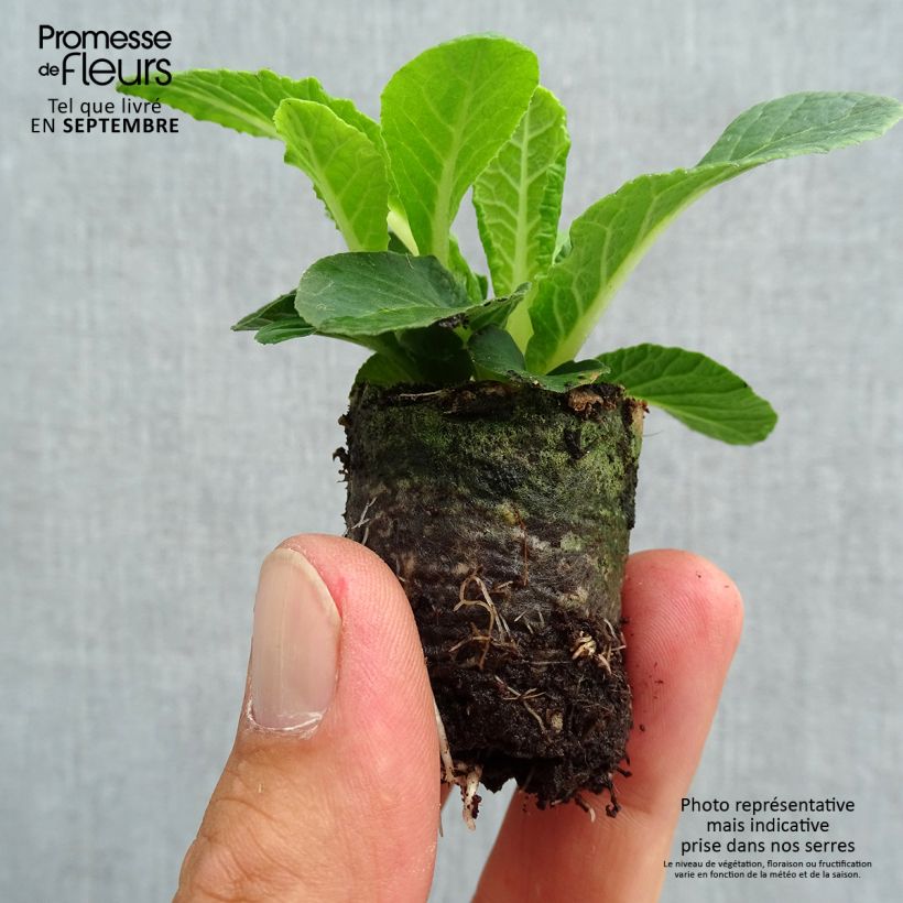 Spécimen de Primevère double Belarina Nectarine Mini-motte - Primula vulgaris  Mini-motte 3,5 cm tel que livré en automne