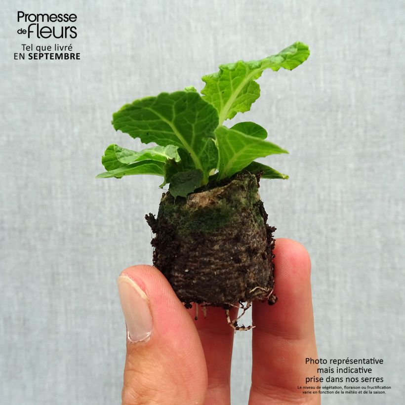 Spécimen de Primevère double Belarina Pink Champagne - Primula vulgaris - Mini motte tel que livré en automne
