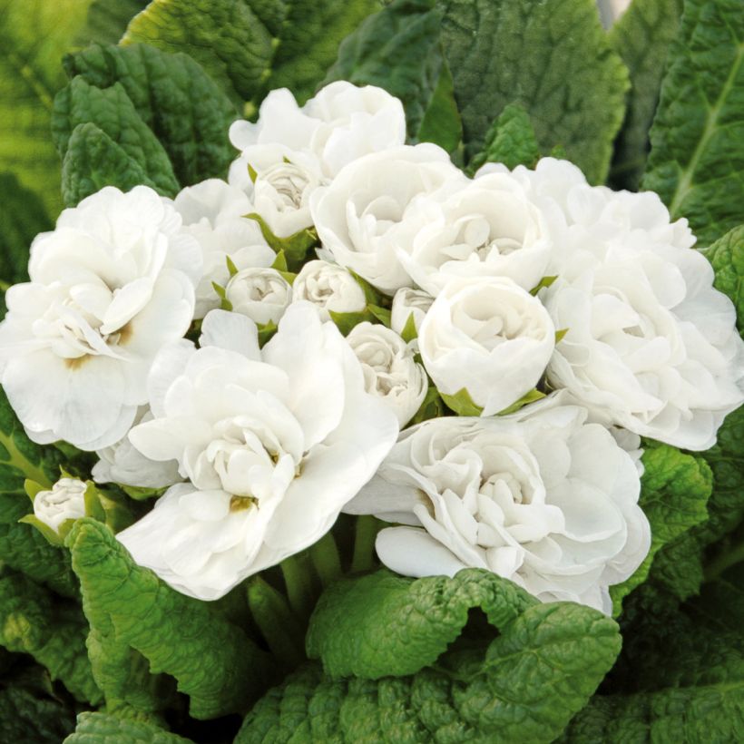 Primevere double Belarina Snow - Primula vulgaris (Floraison)