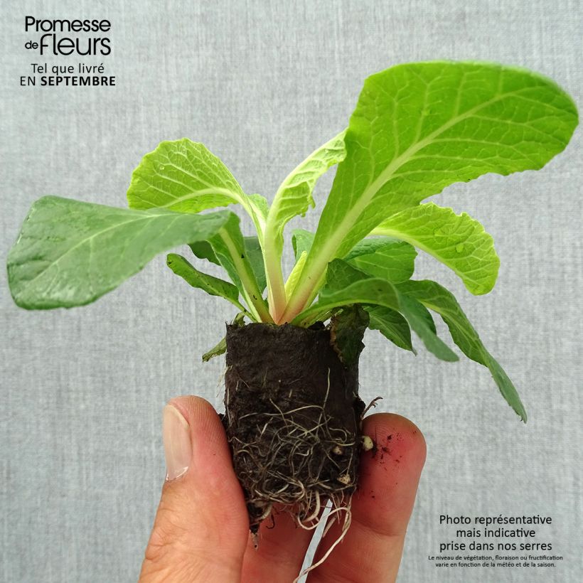 Spécimen de Primevere double Belarina Vanilla - Primula vulgaris - minimotte tel que livré en automne