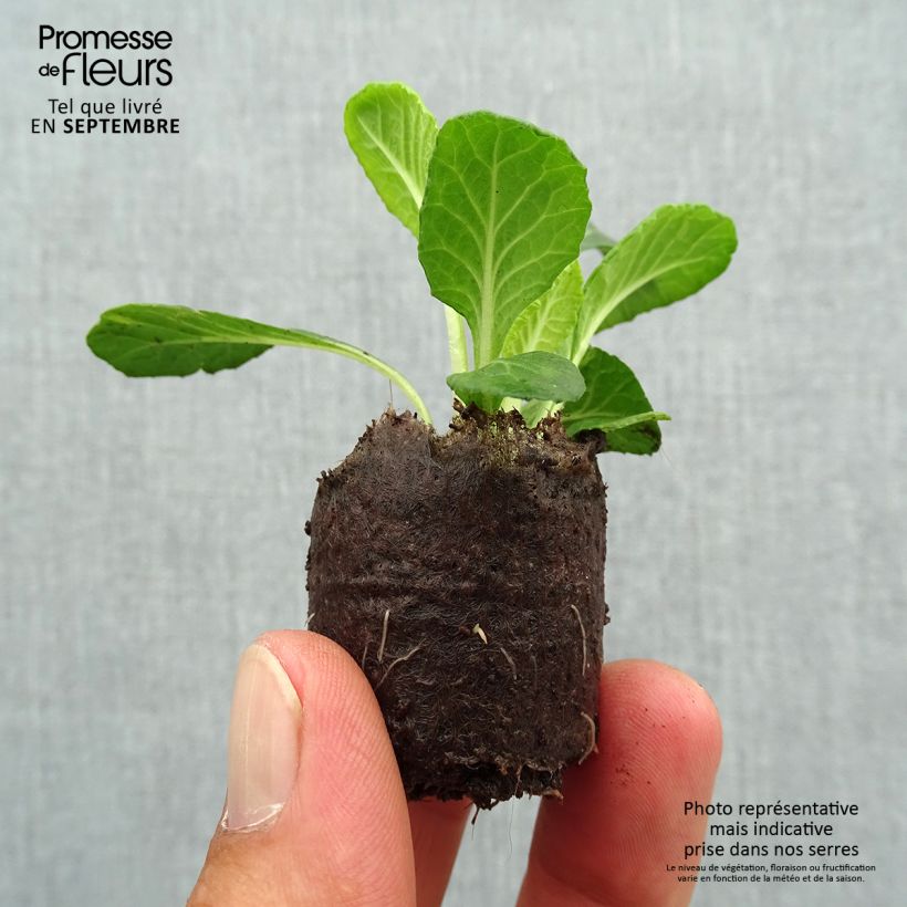 Spécimen de Primevère double Candy Frost - Primula vulgaris Mini-motte 3,5 cm tel que livré en automne