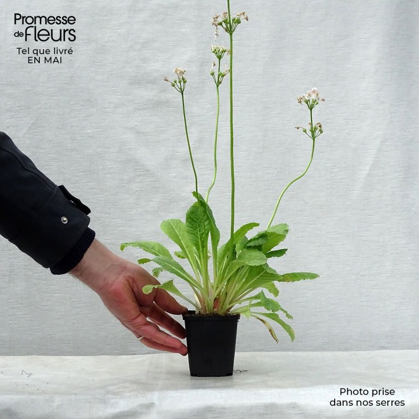 Spécimen de Primevère du Japon Apple Blossom - Primula japonica  Godet de 9cm tel que livré au printemps