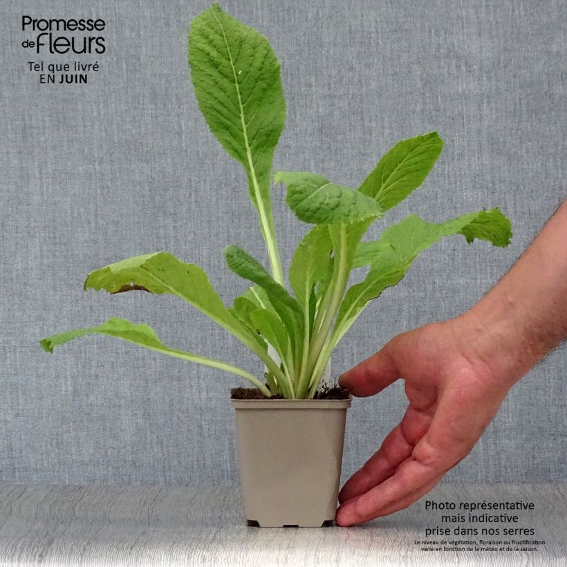 Spécimen de Primevère du Japon Apple Blossom - Primula japonica  Godet de 8/9 cm tel que livré en été