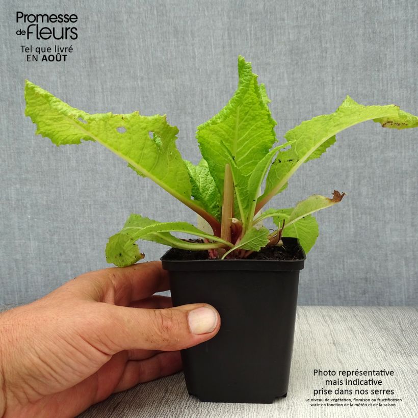 Spécimen de Primevère du Japon Millers Crimson - Primula japonica Godet de 8/9 cm tel que livré en été