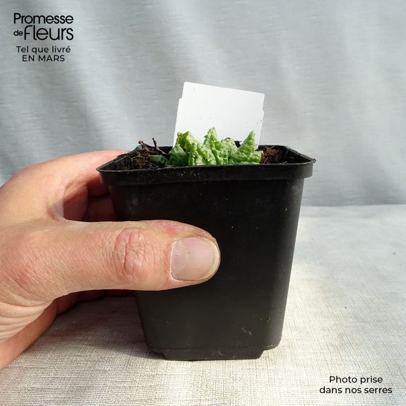 Spécimen de Primevère du Japon Millers Crimson - Primula japonica Godet de 9cm tel que livré au printemps