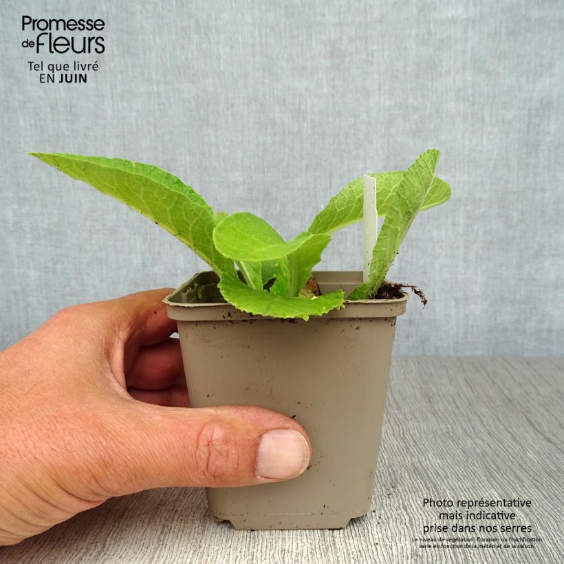 Spécimen de Primevère élevée - Primula elatior Godet de 8/9 cm tel que livré en été