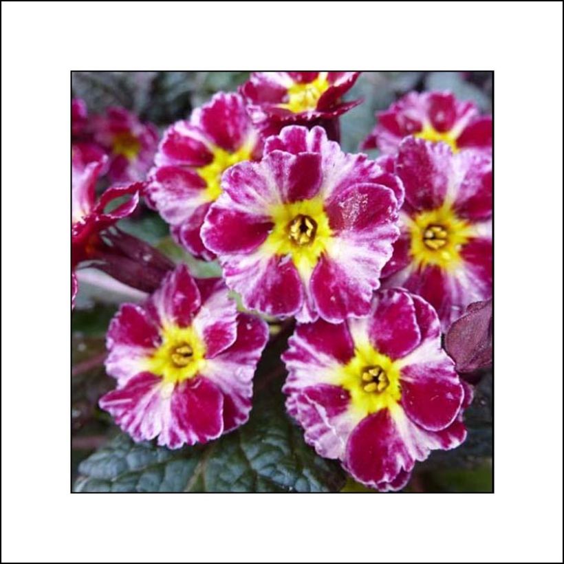 Primevère hybride Dark Rosaleen - Primula (Floraison)