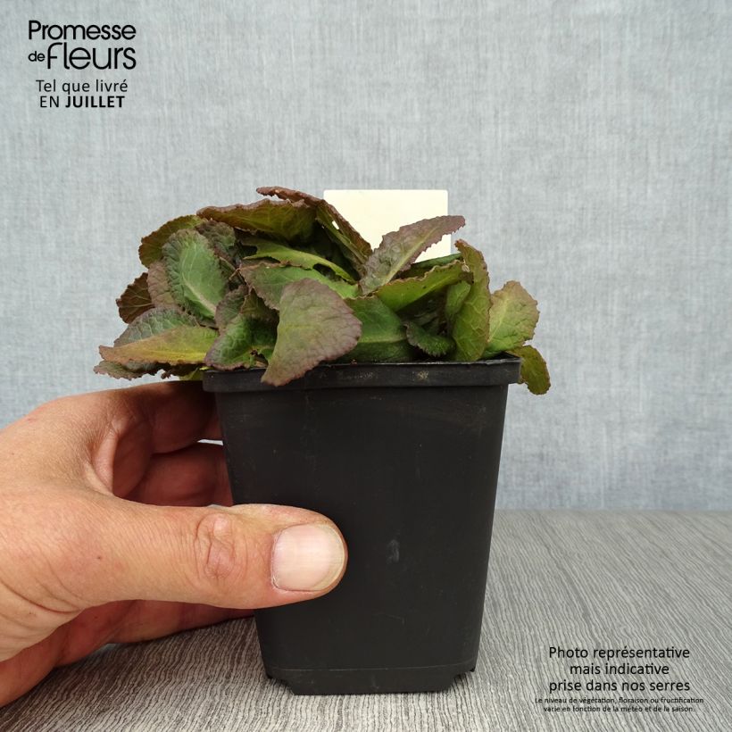 Spécimen de Primevère hybride Dark Rosaleen - Primula Godet de 8/9 cm tel que livré en été