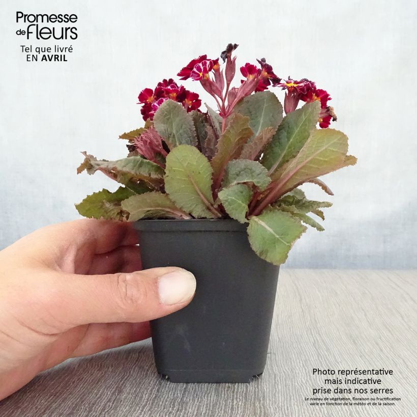 Spécimen de Primevère hybride Dark Rosaleen - Primula Godet de 9cm tel que livré au printemps