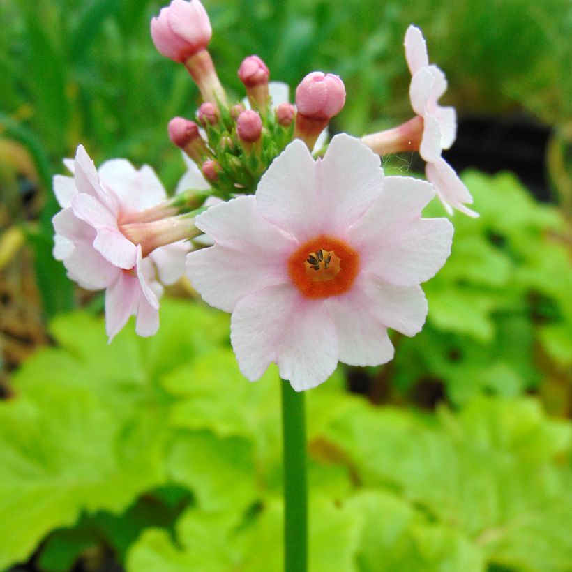 Primevère du Japon Apple Blossom - Primula japonica  (Floraison)