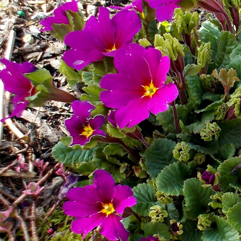 Primula juliae Wanda - Primevère vivace tapissante (Floraison)