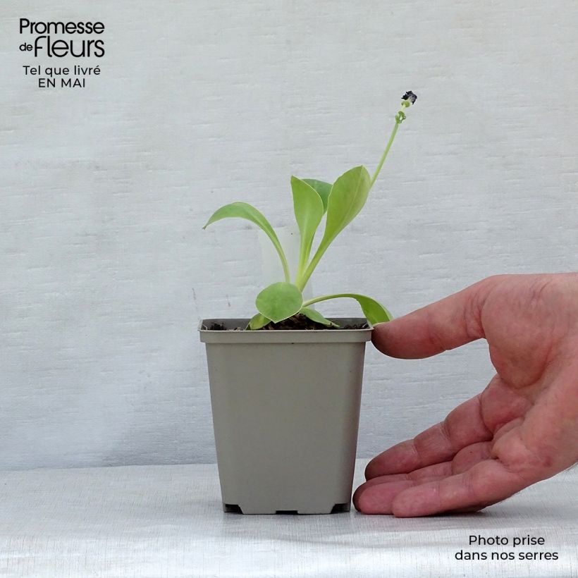 Spécimen de Primevère oreille d'ours - Primula auricula en mélange Godet de 9cm tel que livré au printemps