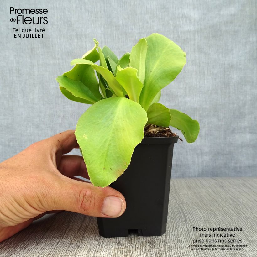 Spécimen de Primevère oreille d'ours - Primula auricula en mélange tel que livré en ete