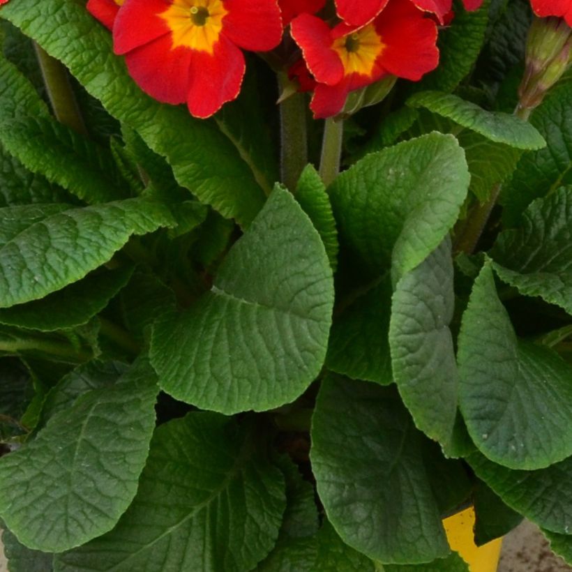 Primevère - Primula elatior Colibri Red Shades (Feuillage)