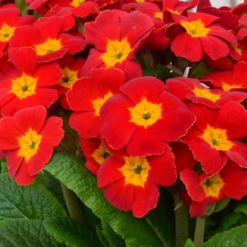 Primevère - Primula elatior Colibri Red Shades (Floraison)