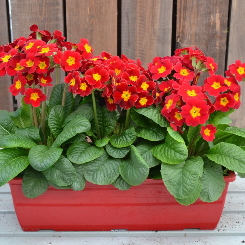 Primevère - Primula elatior Colibri Red Shades (Port)