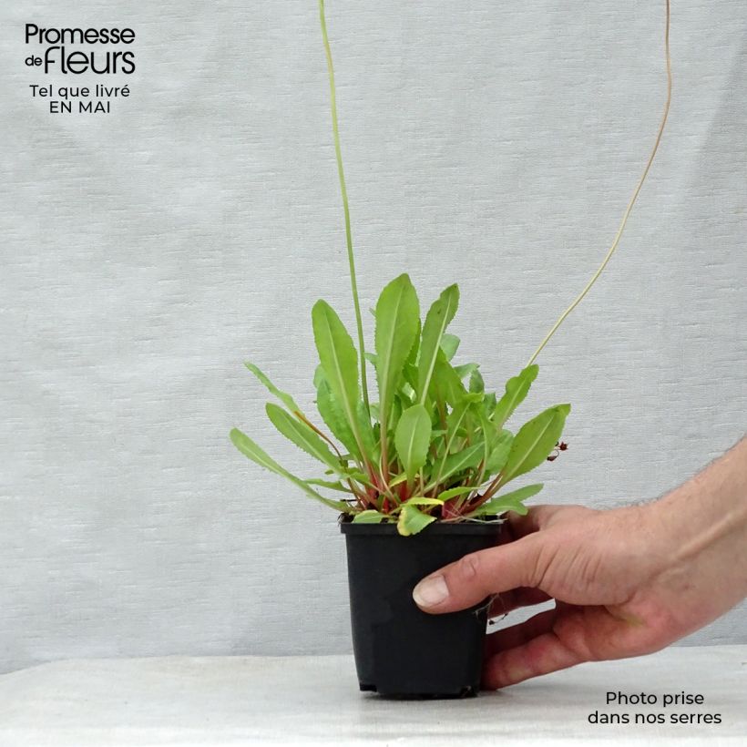 Spécimen de Primevère rose - Primula rosea Grandiflora   Godet de 9cm tel que livré au printemps