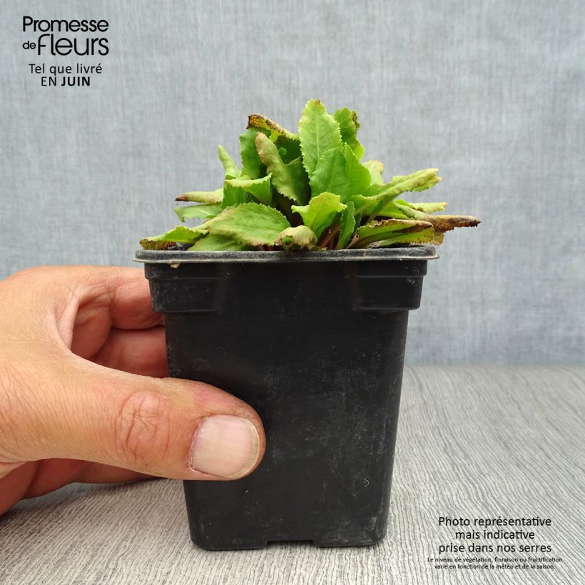 Spécimen de Primevère rose - Primula rosea Grandiflora   Godet de 7/8 cm tel que livré en été